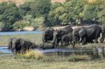 SRI LANKA / Guerra sin cuartel entre elefantes y aldeanos 