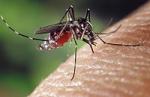 El dengue es amenaza presente en Argentina