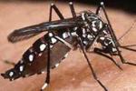 Min Salud lanzará campaña contra el dengue